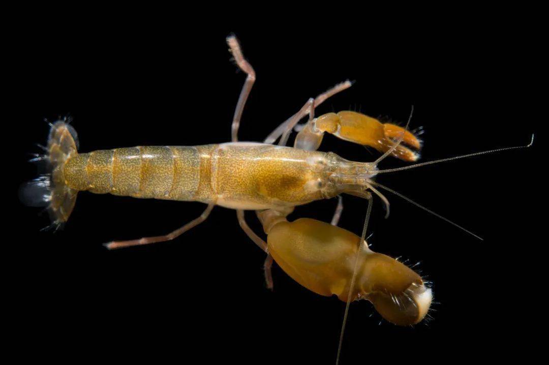 它的"枪"里没有子弹,却有上千度的高温和冲击波