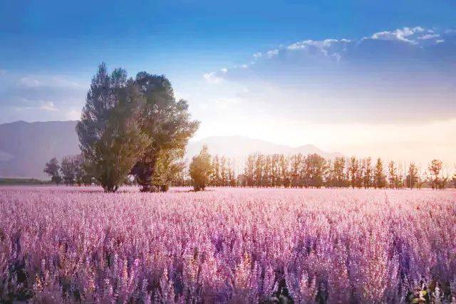 花开时节温泉县香紫苏节来了