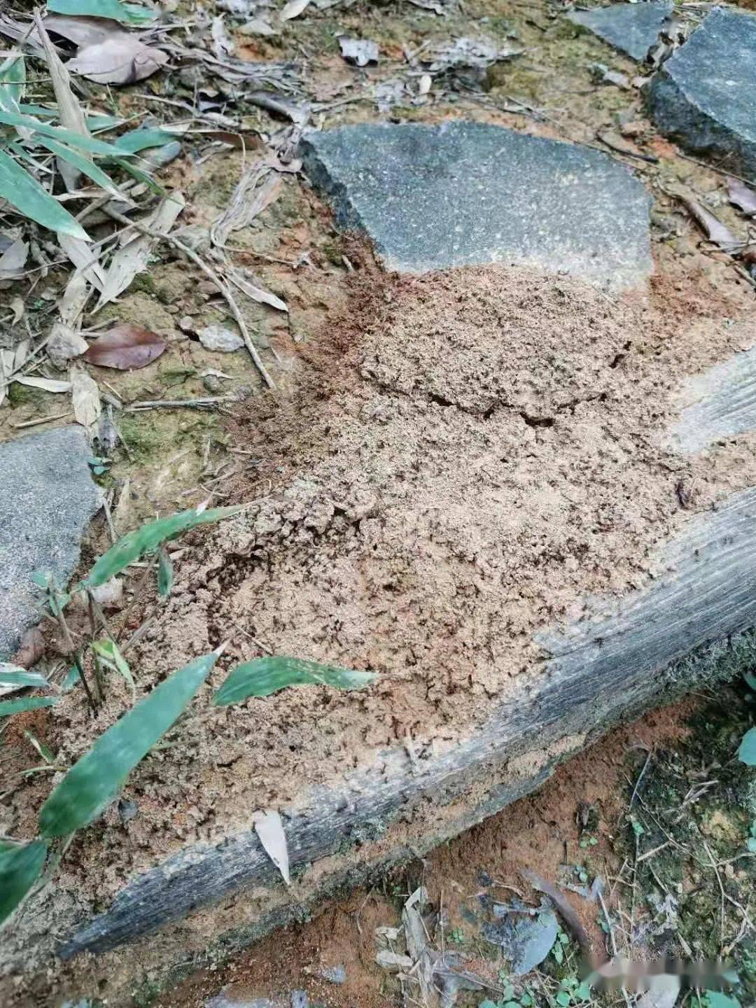 【视频】永安乡下路边拱起的小土包,棍子搅一搅密密麻麻倾巢而出