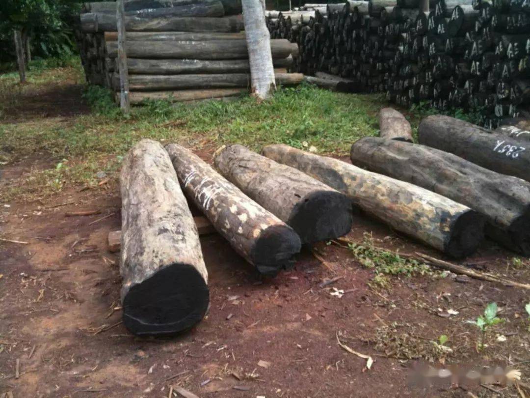 红木江湖一根大叶檀半部黑白道