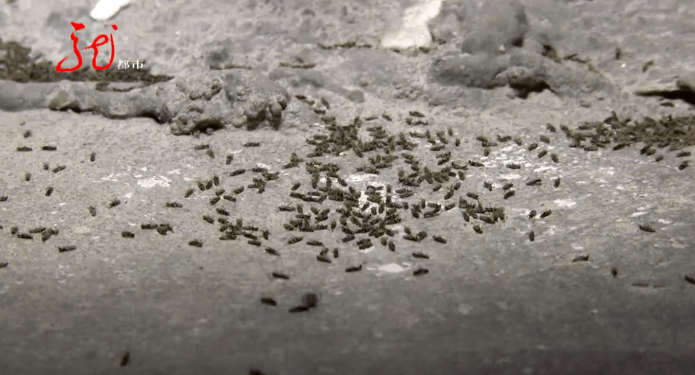 这种小黑虫在哈尔滨"扎堆"出现,可致皮肤溃烂!