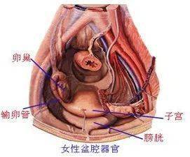 什么原因导致输卵管粘连的 ef3368b3e34a497297604e505aece62b.jpeg