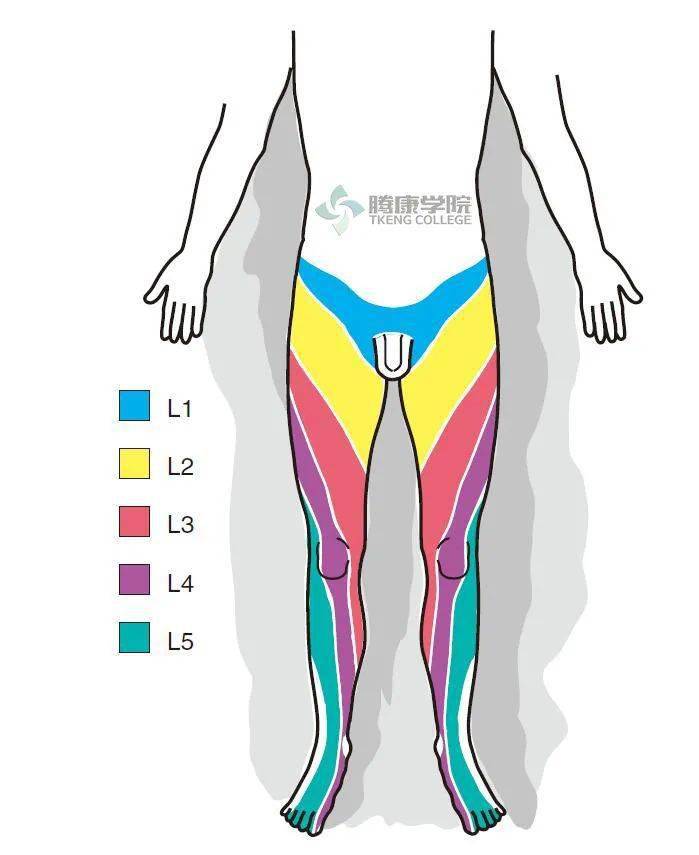 下图是腰椎脊神经支配皮节分布示意图,有助于医生确认引起患者疼痛的