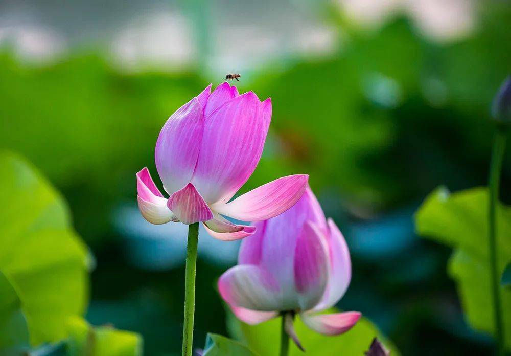 小暑|暑气渐盛,夏荷飘香