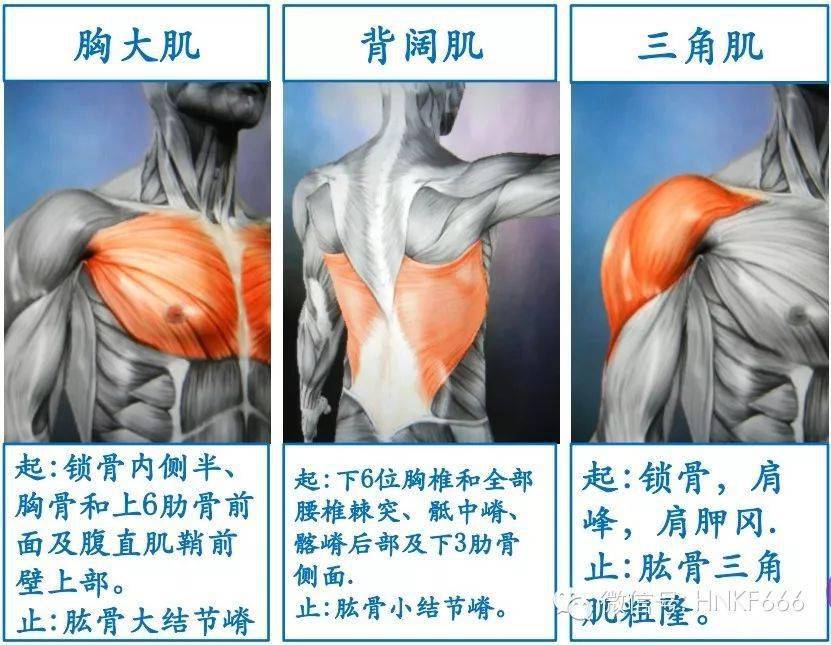 脖子肉多的视频 6928da64631e4825be4efe93565828f6.jpeg