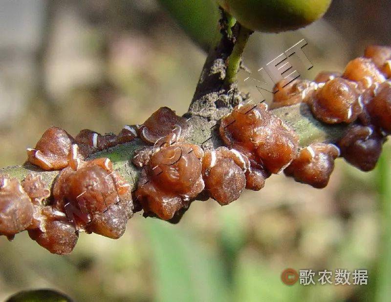 红蜡蚧防治柑桔介壳虫,在药剂的选择上很重要,介壳虫对多种有机磷