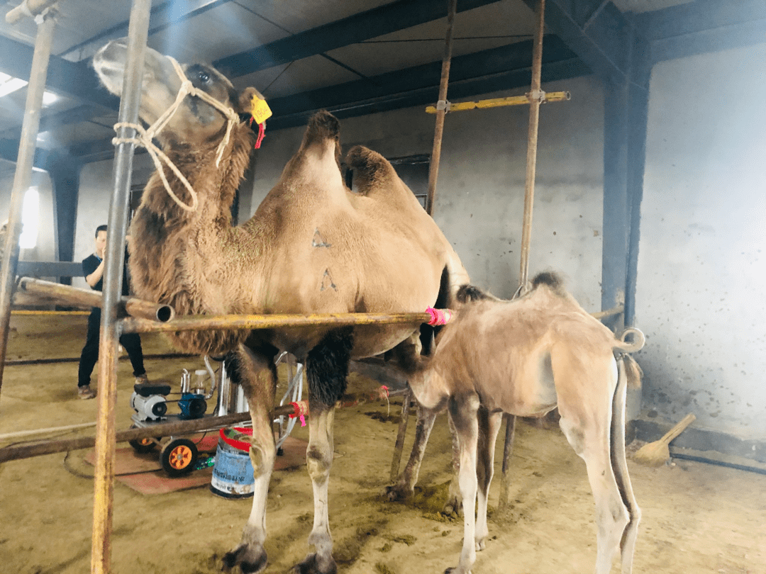 新疆伊犁骆驼奶园图片