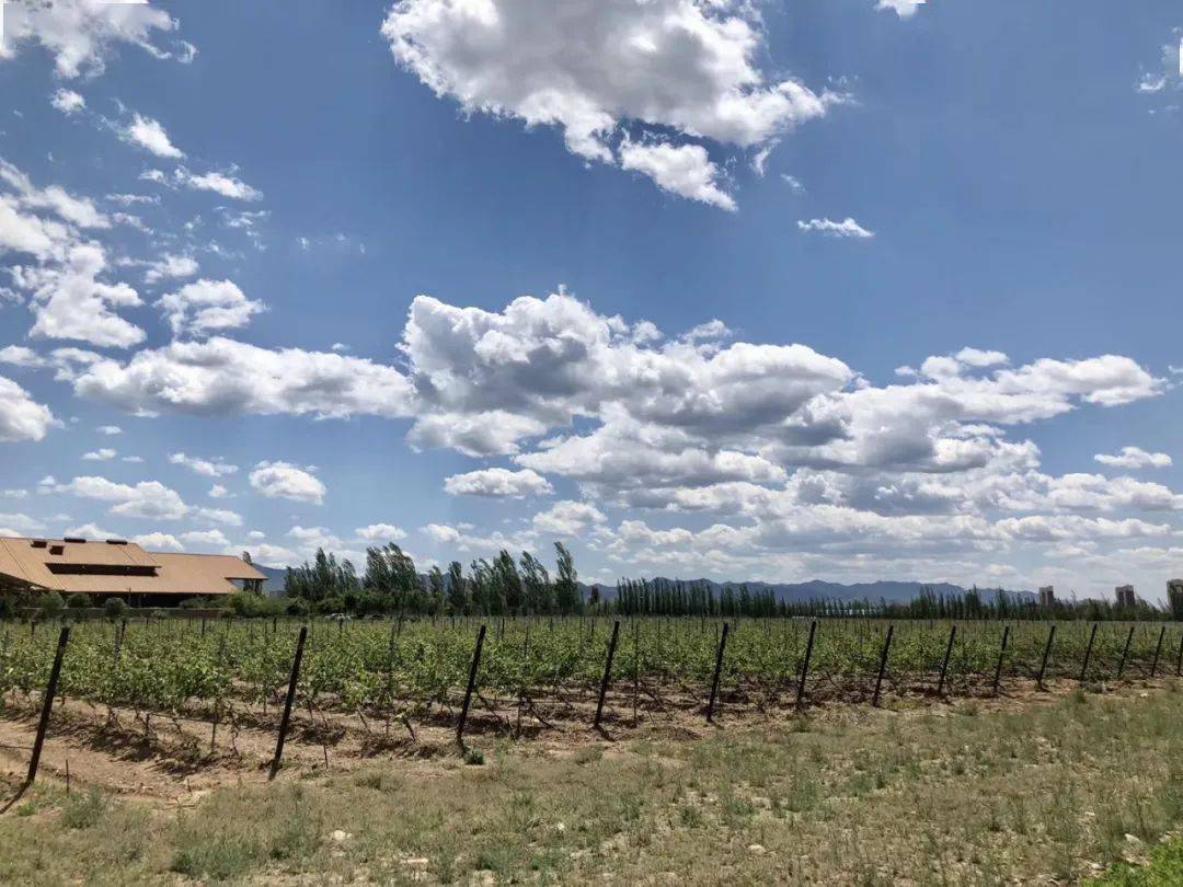 迦南|李白斗酒诗百篇,黑皮诺香气延绵