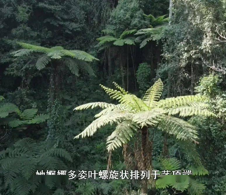 cop1561最臨滄丨植物活化石桫欏