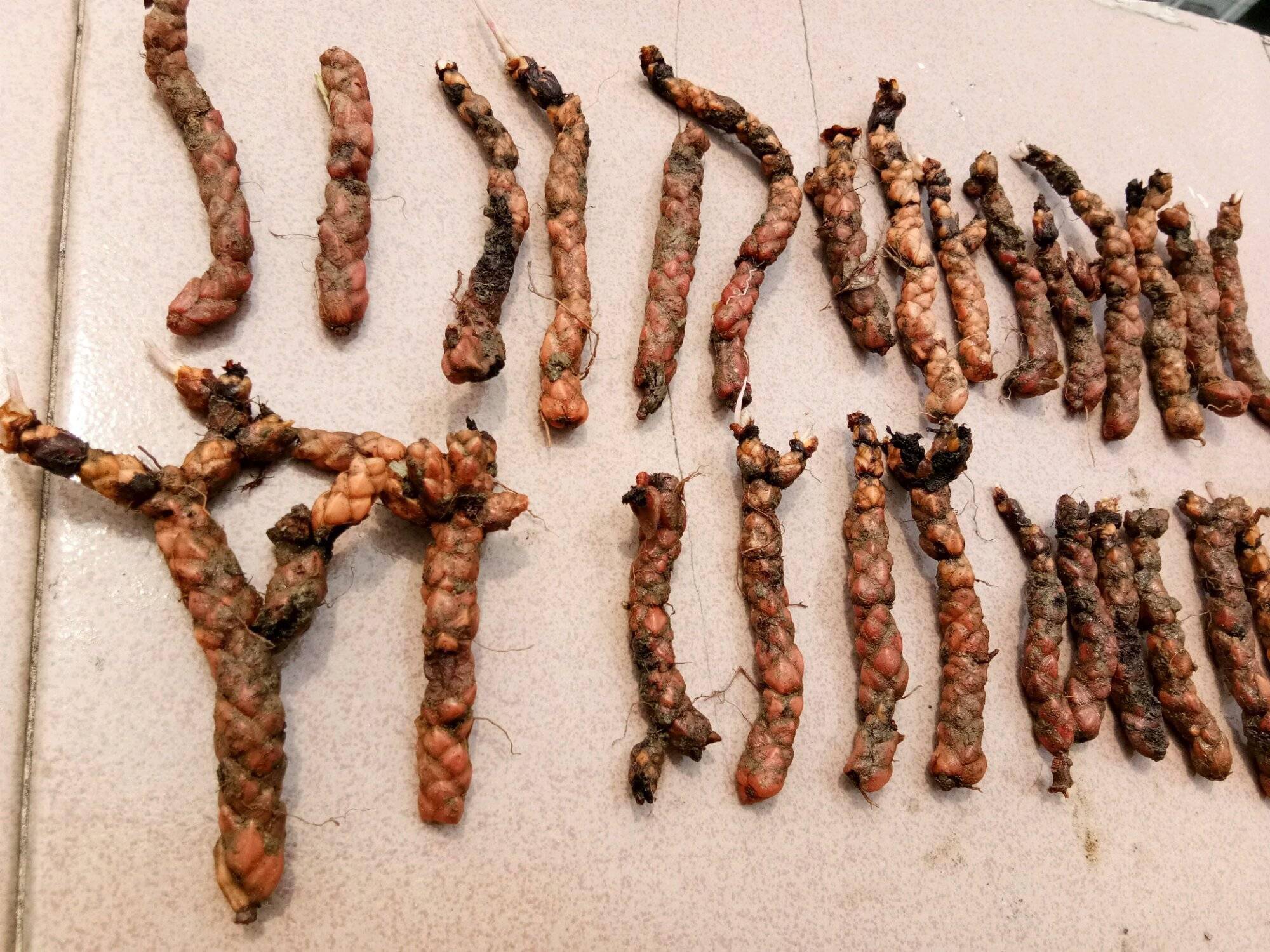 紫叶酢浆草怎么养做好2步叶子长爆盆花儿一直开