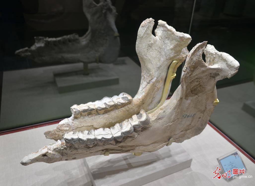 at|Newly discovered fossil officially named at a museum in NW China's Gansu Province