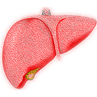 小鼠的肝脏分叶图图片