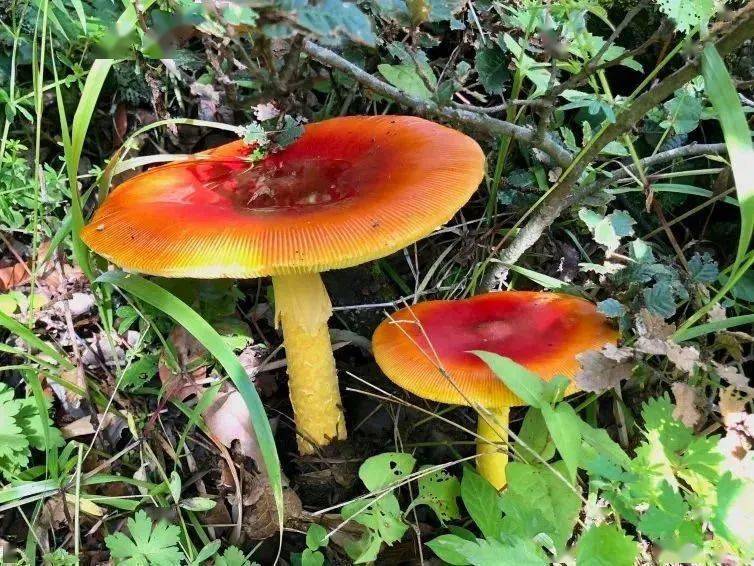 一种朴素的可食用鹅膏菌是袁氏鹅膏(amanita yuaniana),俗称"麻母鸡"