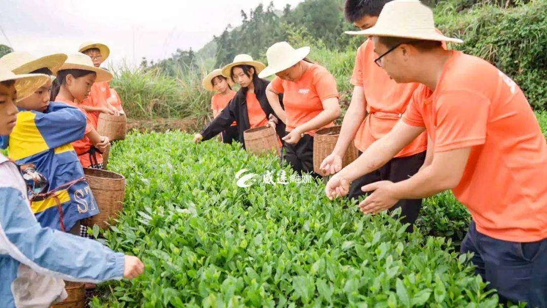 指尖留香 高山採茶 在山區的村民,採茶,製茶是他們收入的一部分.