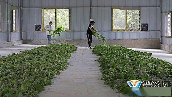 种桑养蚕前景和利润怎样 养蚕一年赚20万要养多少