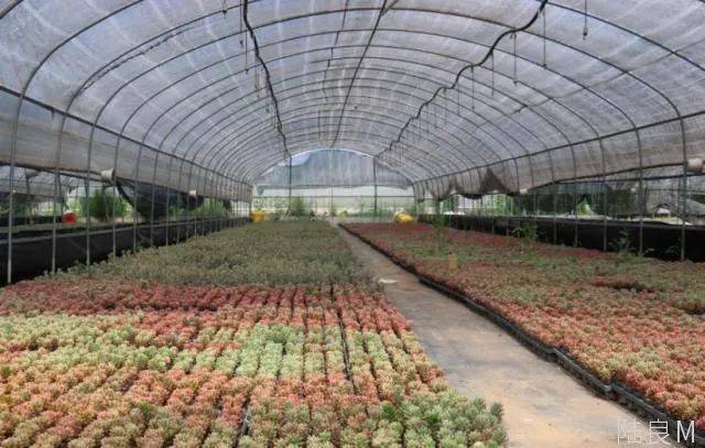 记者走进位于金家村的三叶花卉有限公司陆良种植基地,工人们正在大棚