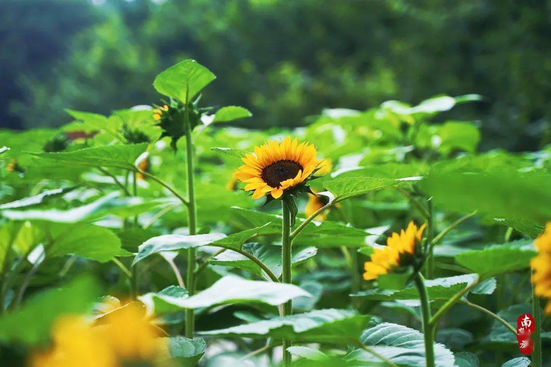 来拍大片！夏日专属向日葵花海已经“上线”~