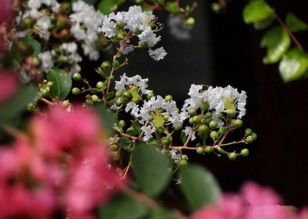 別名:癢癢花,癢癢樹,紫金花,紫蘭花,蚊子花,西洋水楊梅,百日紅,無皮