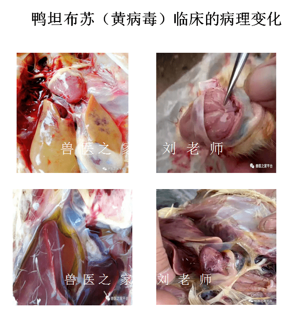 注意近期流感黑肺脾坏死黄病毒腺病毒多发重点防控