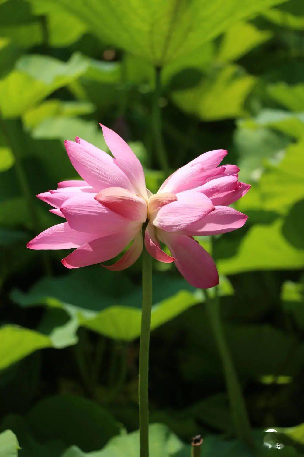 快去看!大明湖并蒂莲娇美绽放