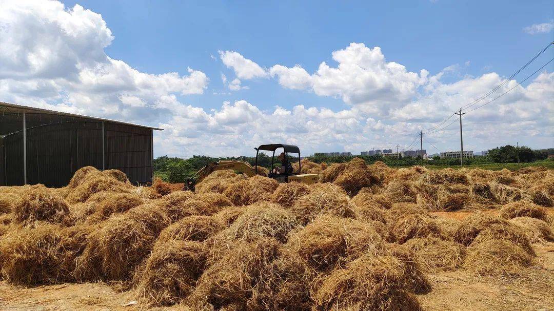 秸秆综合利用变废为宝怀集实现经济生态双效益