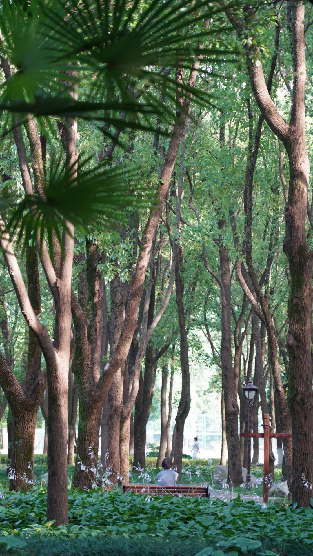 看花的时候 我爱上了武汉的夏天 芝麻花