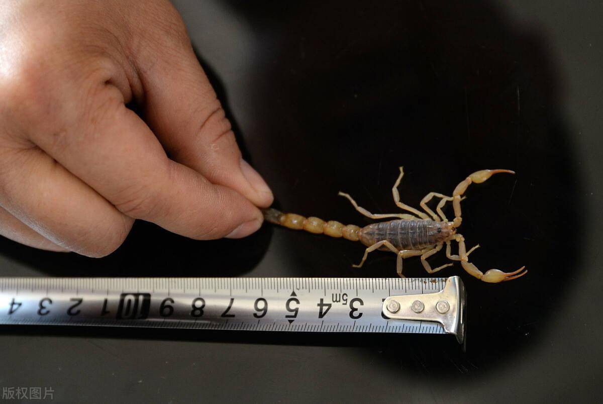 贺兰山蝎子遭滥捕上百人夜间组团野生蝎子流向南方市场