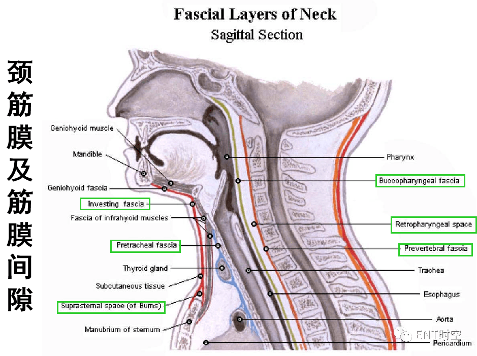 喉部断层解剖结构图解图片