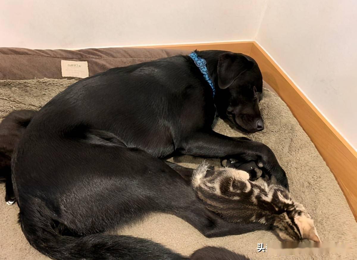 真让我养到宝伯特了 来自搜狐网