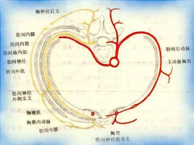 骨间总动脉图片