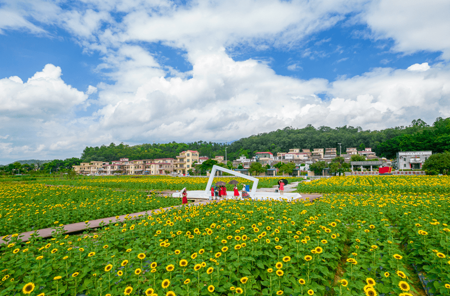 随手出大片江门这片宝藏向日葵花海惊艳绽放千万别错过