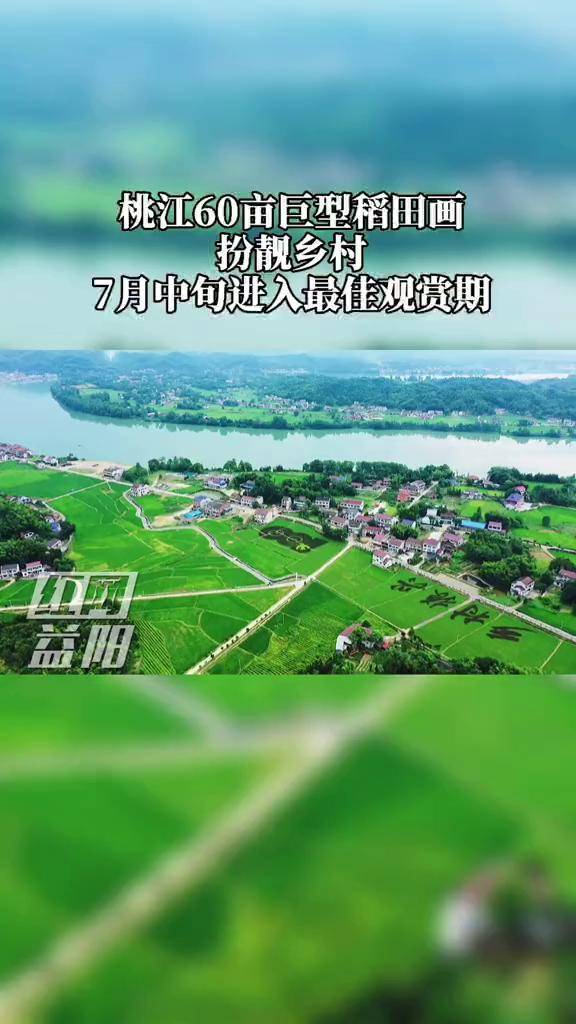 桃江县武潭镇莲花坪村60亩巨型稻田画扮靓乡村7月中旬进入最佳观赏期