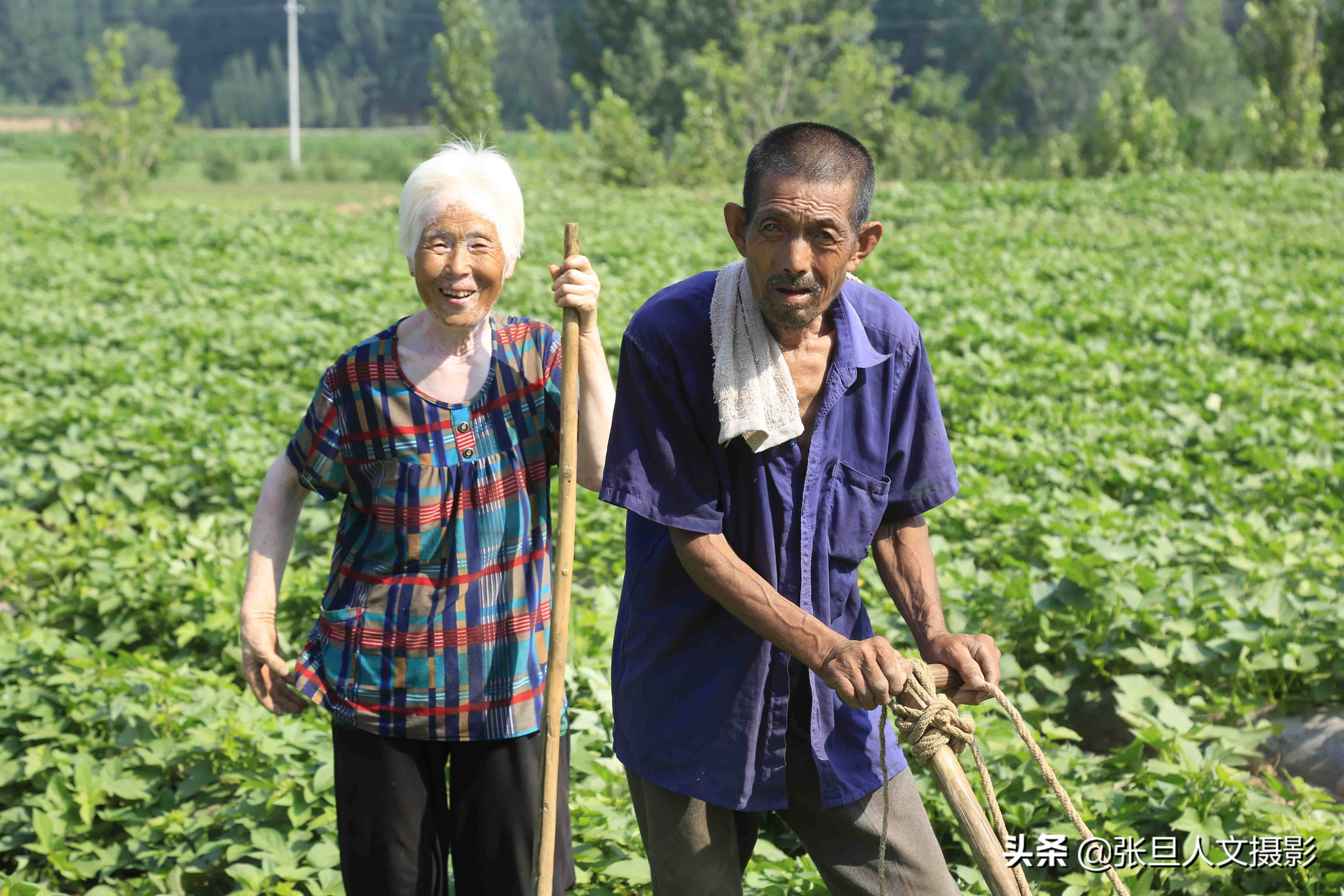 70歲老人一頭牲口,冒著高溫酷暑辛苦勞作,孫子優秀才是他的自豪