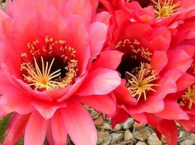 怎么晒干花不变颜色 6f443c0b58954e3c8a3dedab77eb4b4c.jpeg