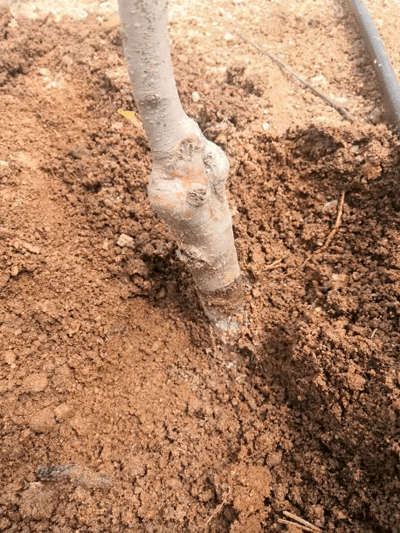 高温多雨季节警惕苹果树白绢病的发生