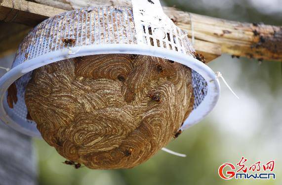 蜜蜂的生殖图片