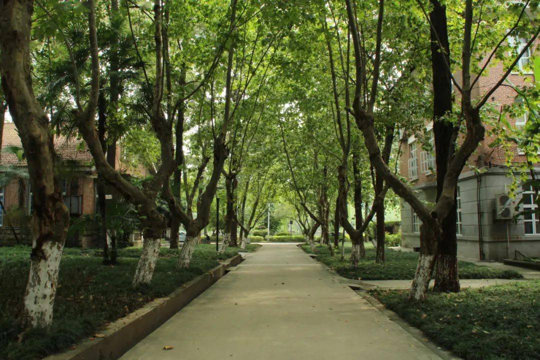 纵横丨桐荫路边的苏式建筑群