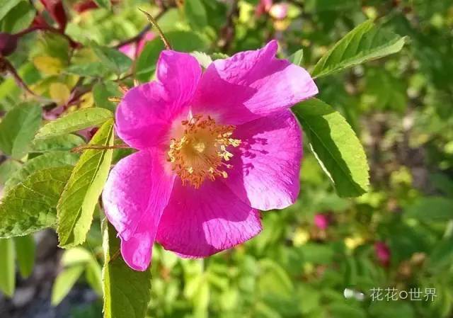 大興安嶺的野薔薇花……_果實