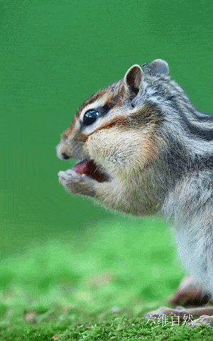 花栗鼠吃东西表情包图片