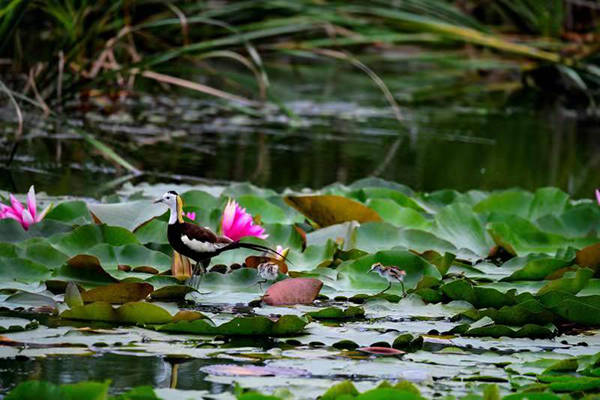 山西长治：漳泽湖湿地迎来候鸟繁殖高峰