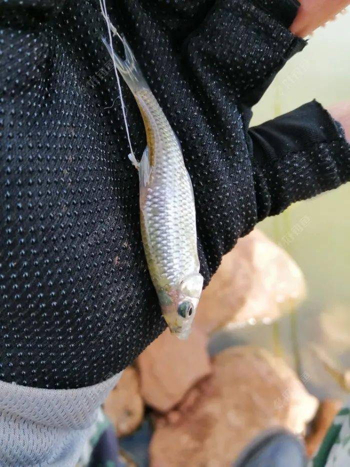 守老钓点依就再遭狂风袭扰