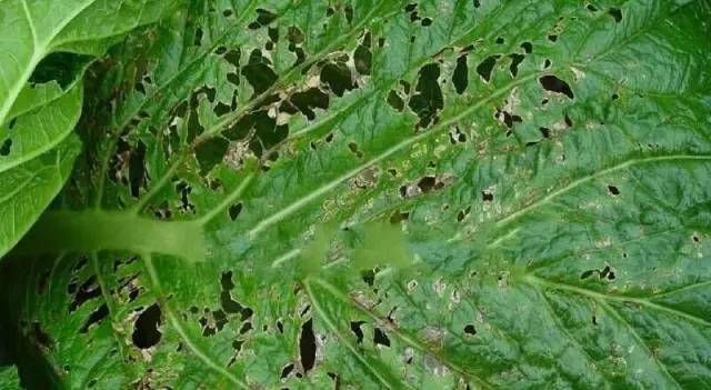 大白菜细菌性叶斑病危害症状危害症状:多在苗期发病,主要危害叶片.