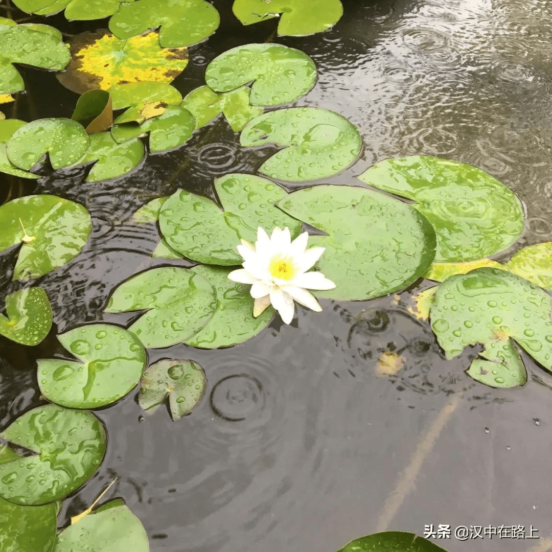 那些飄落在漢中的濛濛細雨唯美了整個夏天