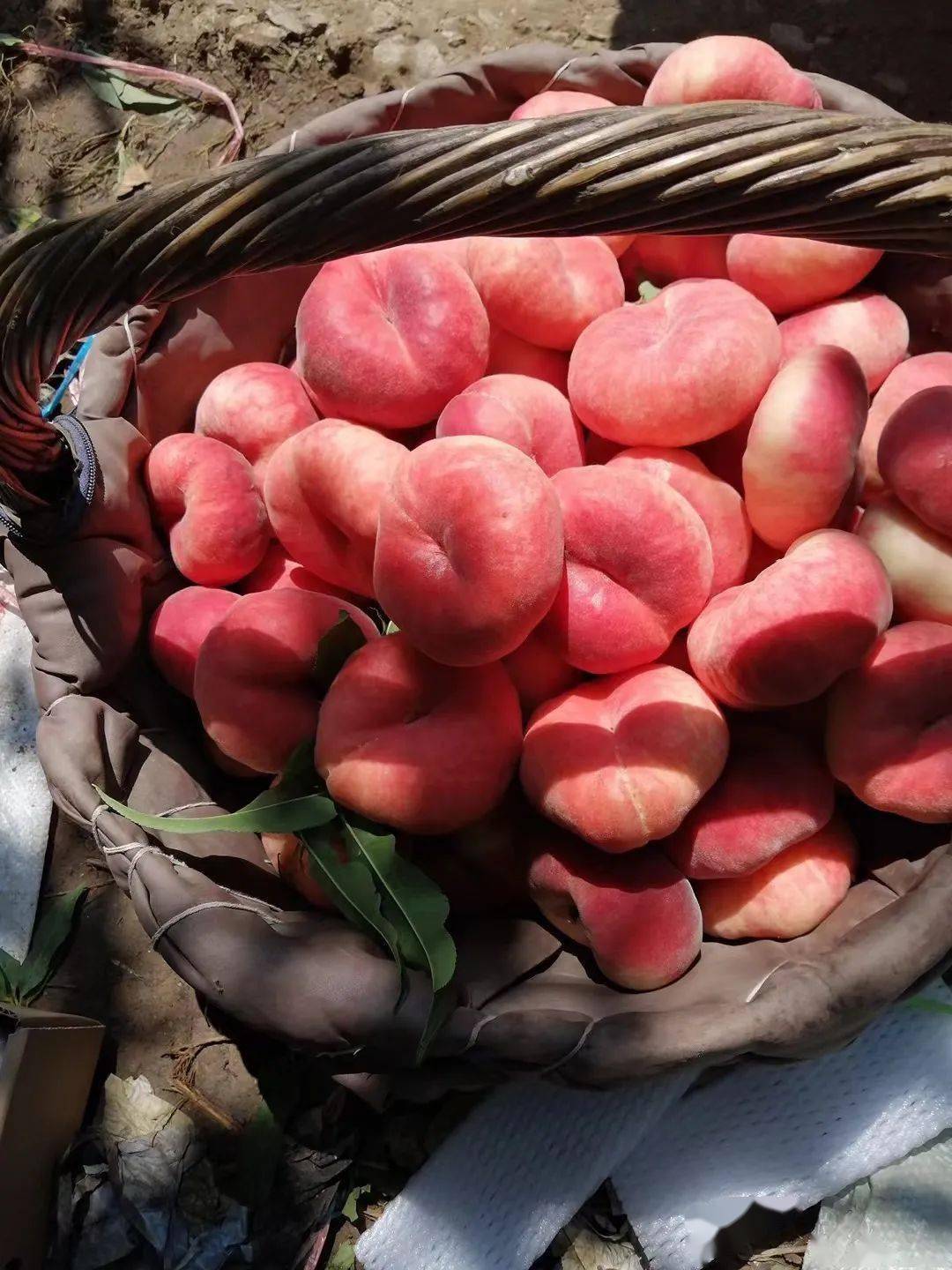 好吃的平谷大桃来了,全北京包邮到家!_桃子