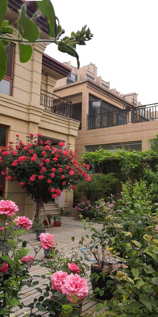 为了养花卖掉老房子在郊区买套别墅住两年多后悔了