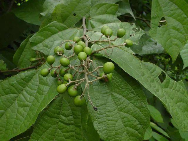 《岭南草药志,广州部队《常用中草药手册》收载了布渣叶,而后《广东