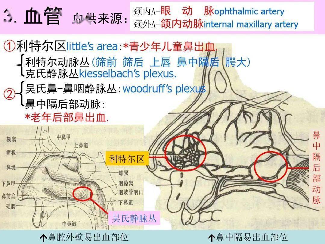 鼻及副鼻竇影像解剖