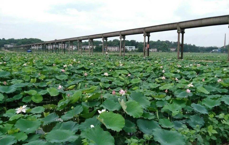 湘莲基地 · 花石 · 雪阳印记 | 片片莲叶随风舞 朵朵莲花等你来