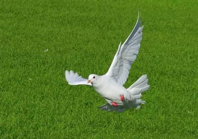 8a6877bbf6514caf929f7312eb4c6523.jpeg