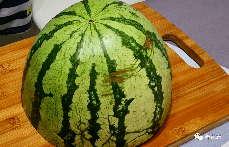 废物利用:西瓜皮养花,你清楚该怎么用,为什么用,谁适合吗?_花卉